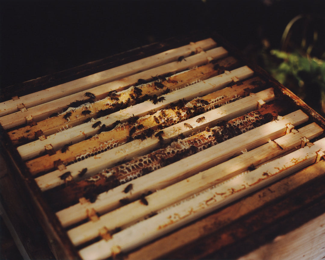How Honey Gets from Hive to Jar