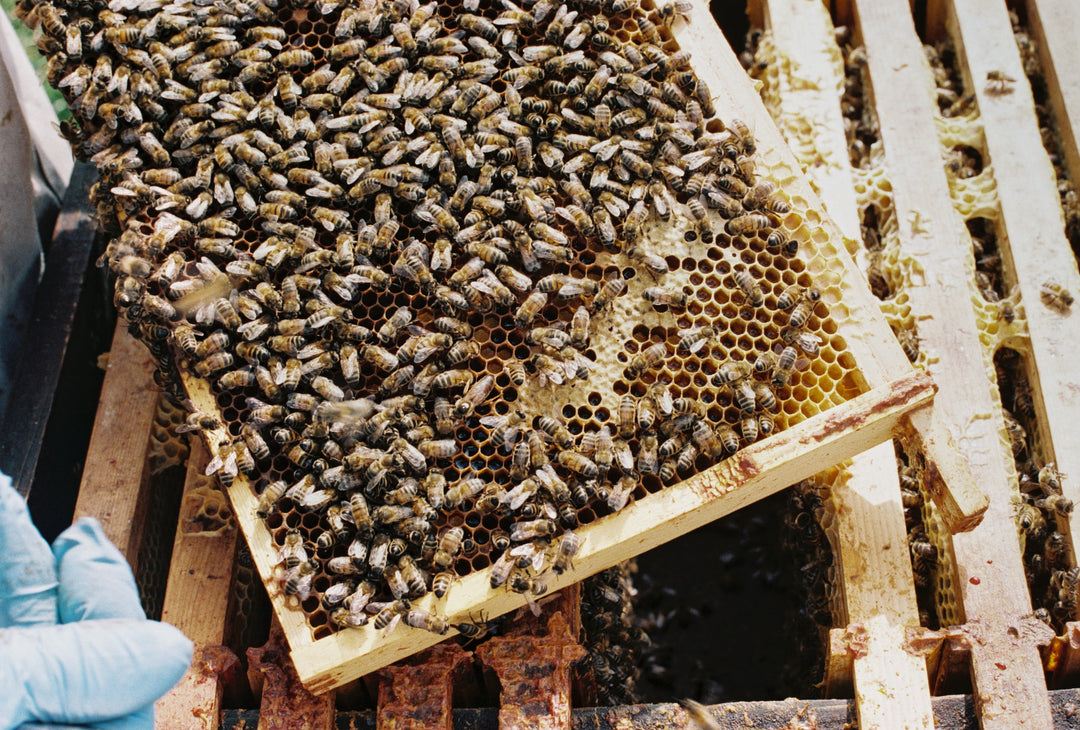 The Local Honey Myth